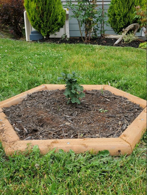 An Oak out in the Community 3