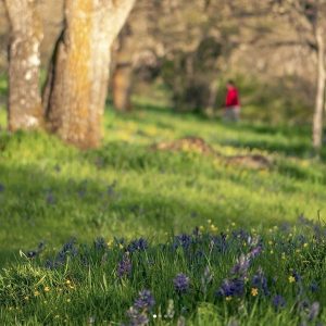 Garry oaks and wildflowers at Playfair Park (2018)