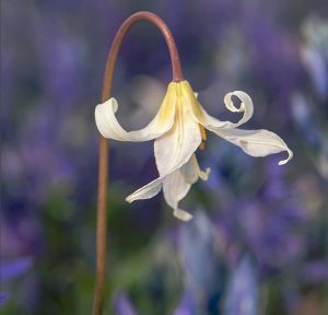 Fawn lily, a native wildflower, at Playfair Park (2018)