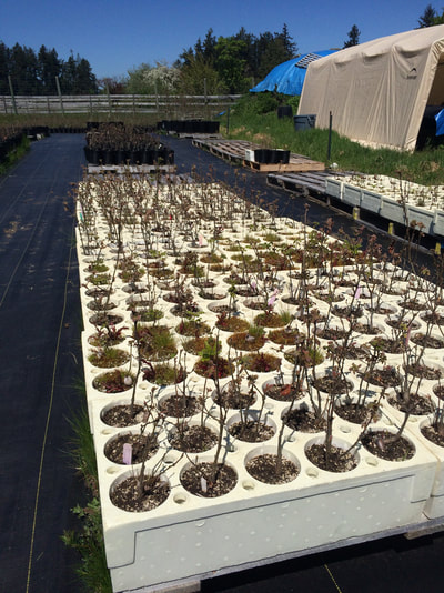 Work Party May 5, 2018 - 1