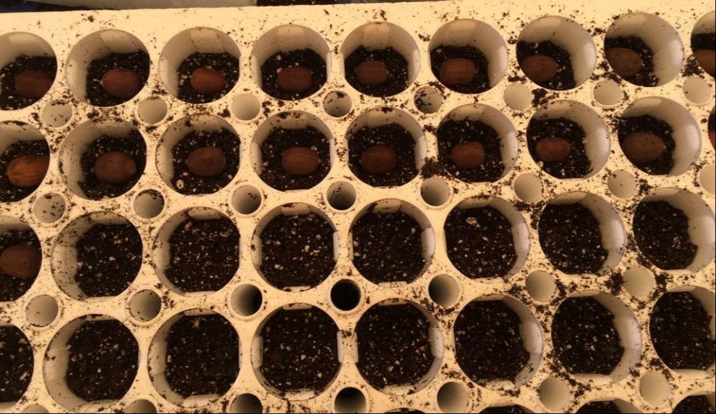 Acorns planted in 2" styroblocks