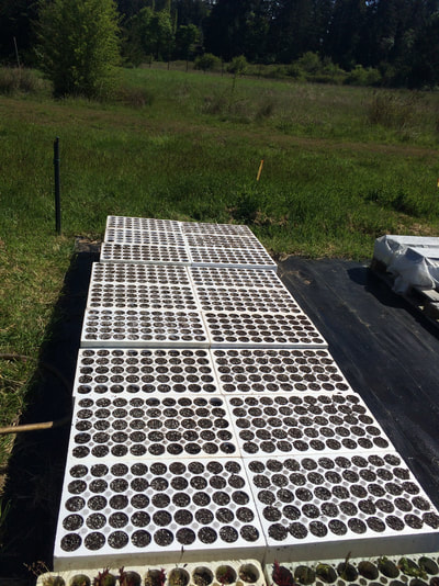 Work Party May 5, 2018 - 5