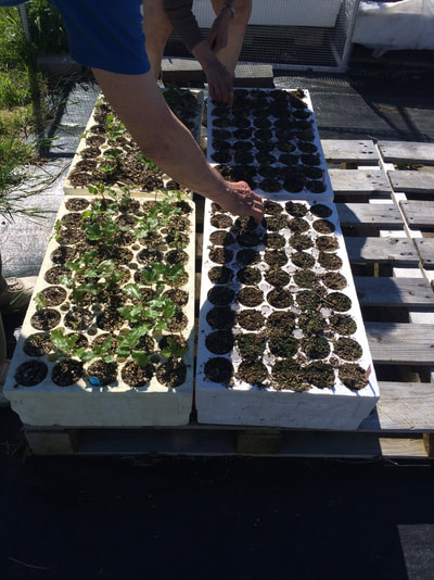 Work Party May 5, 2018 - 6