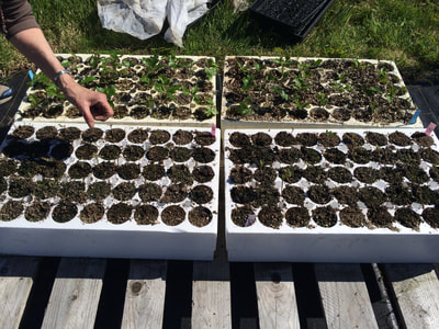 Work Party May 5, 2018 - 7