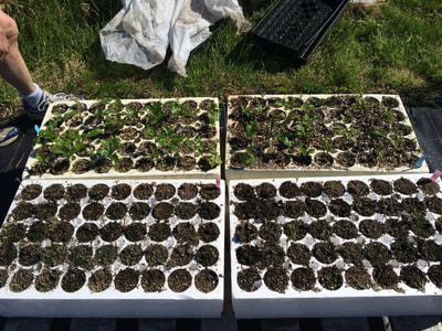 Work Party May 5, 2018 - 8