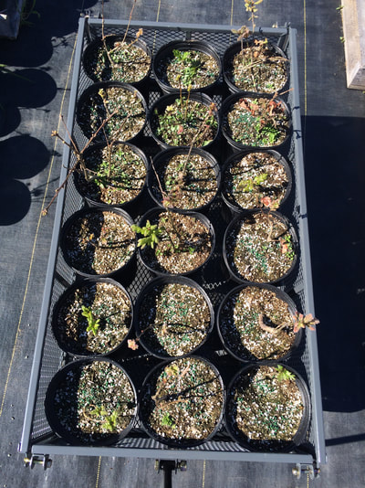 Work Party May 5, 2018 - 10