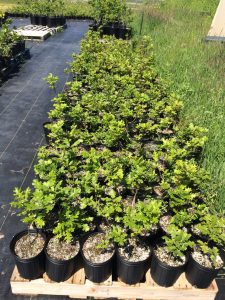 Oaks in 1-gallon pots up on pallets