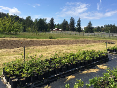 Work Party May 19, 2018 - 2