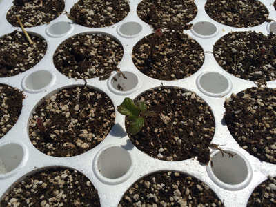 Work Party May 19, 2018 - 5