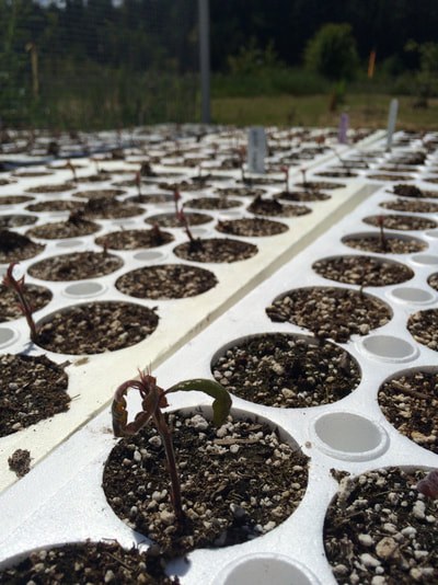 Work Party May 19, 2018 - 7