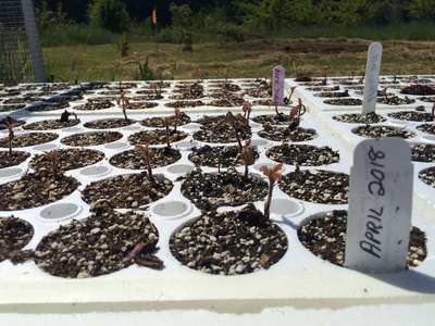 Work Party May 19, 2018 - 9