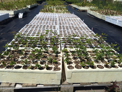 Work Party May 19, 2018 - 10