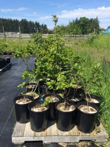 Oaks inherited from the City of Victoria in 5-gallon pots
