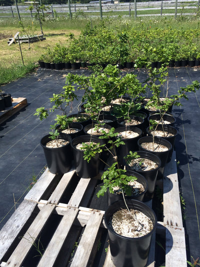 Work Party May 19, 2018 - 12