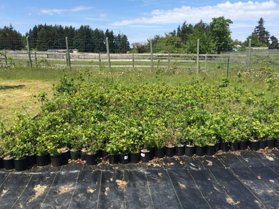 Work Party May 19, 2018 - 13