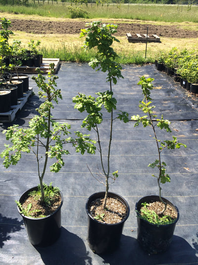 Work Party May 19, 2018 - 14