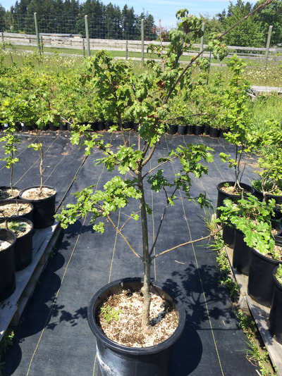 Work Party May 19, 2018 - 15