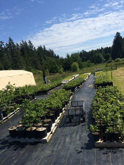 Work Party May 19, 2018 - 16