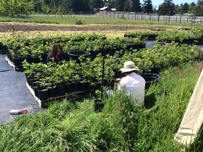 Work Party May 19, 2018 - 17