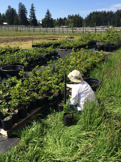 Work Party May 19, 2018 - 18