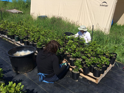 Work Party May 19, 2018 - 19