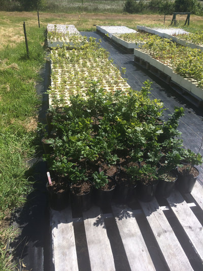 Work Party June 2, 2018 - 2