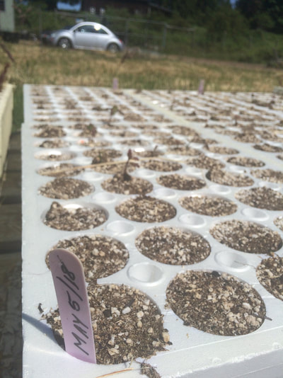 Work Party June 2, 2018 - 3