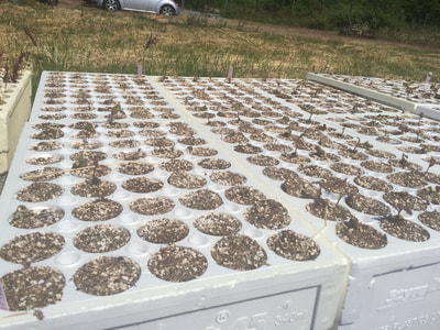 Work Party June 2, 2018 - 4