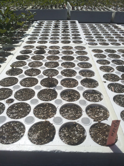 Work Party June 2, 2018 - 6