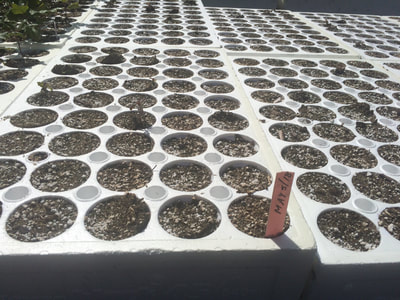 Work Party June 2, 2018 - 7