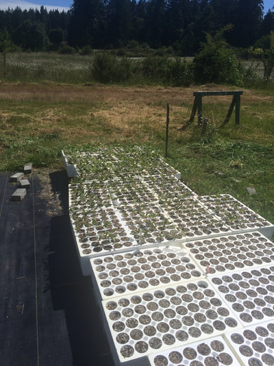 Work Party June 2, 2018 - 8