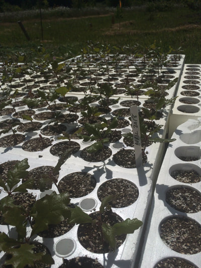 Work Party June 2, 2018 - 9