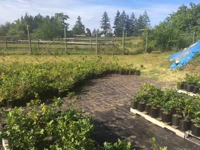 Work Party June 2, 2018 - 11