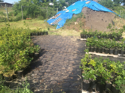 Work Party June 2, 2018 - 12