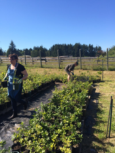 Work Party June 16, 2018 - 1