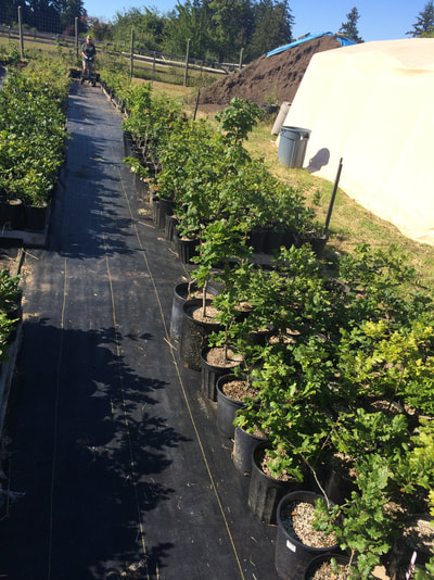 Work Party June 16, 2018 - 3