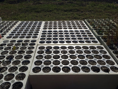 Work Party June 16, 2018 - 5