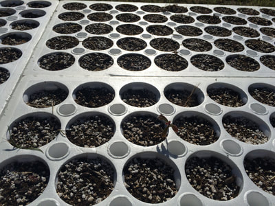 Work Party June 16, 2018 - 6