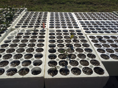 Work Party June 16, 2018 - 7