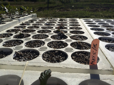 Work Party June 16, 2018 - 8