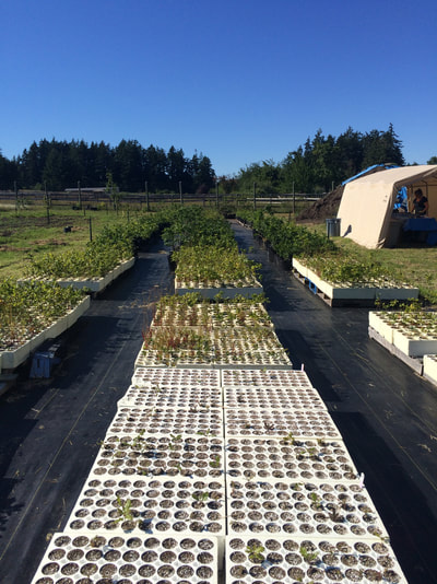 Work Party June 16, 2018 - 9