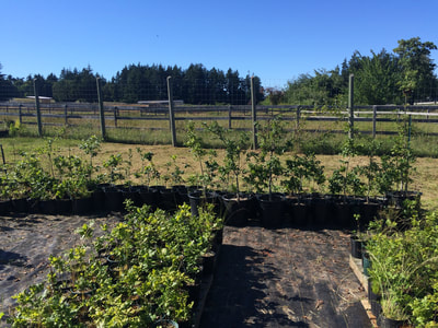 Work Party June 16, 2018 - 10