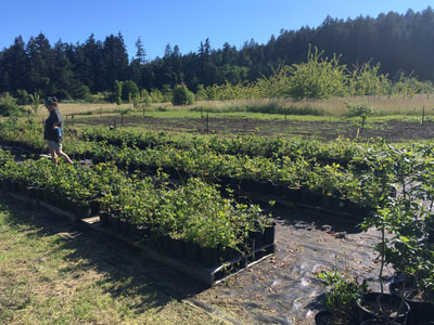 Work Party June 16, 2018 - 11