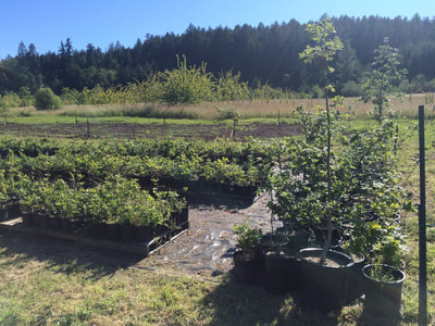 Work Party June 16, 2018 - 12