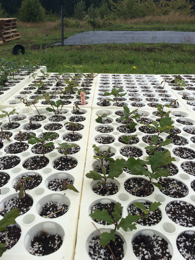 Work Party June 30, 2018 - 1