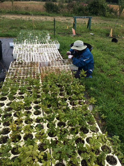 Work Party June 30, 2018 - 3