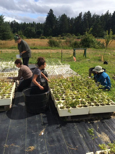 Work Party June 30, 2018 - 5