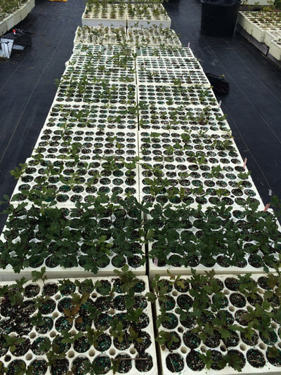 Work Party June 30, 2018 - 7