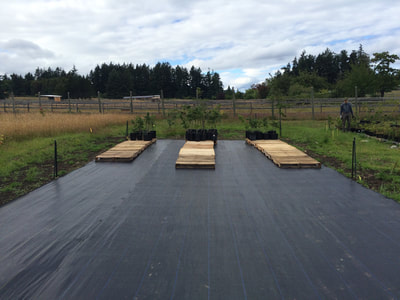 Work Party June 30, 2018 - 10