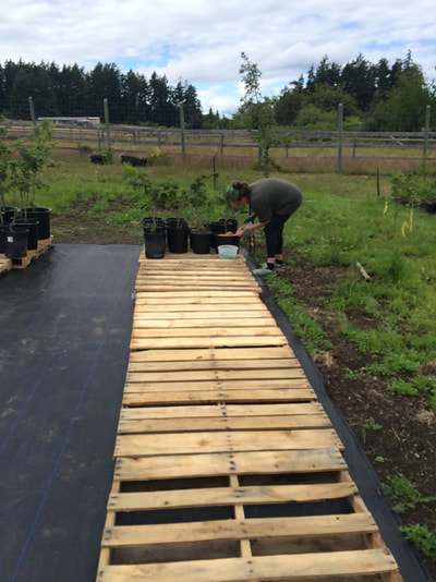 Work Party June 30, 2018 - 11